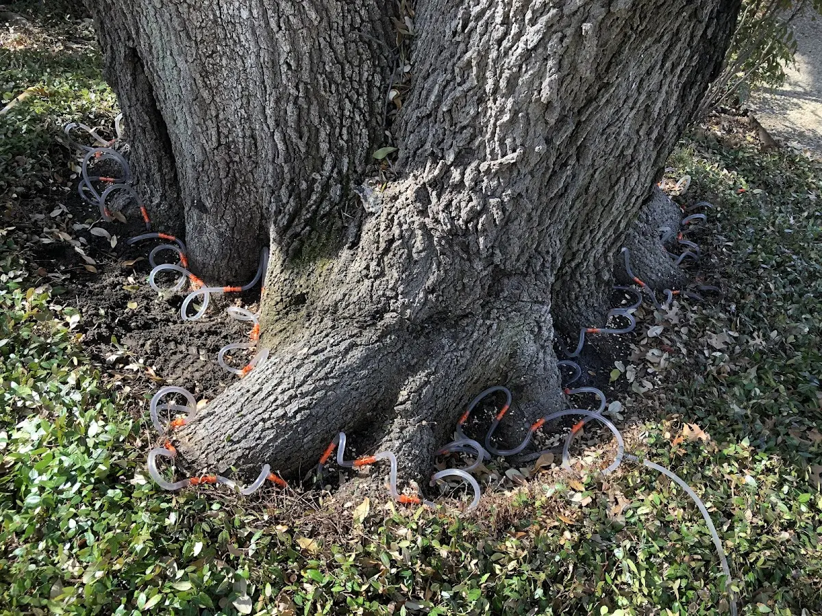Detailed Tree Cabling and Bracing job site in Chisholm