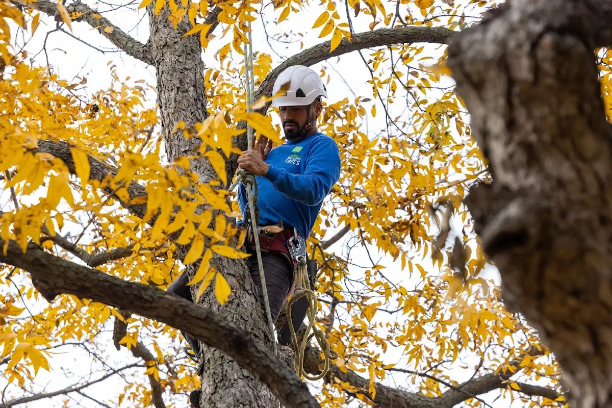 Skilled Storm Damage Cleanup crew working in Chisholm